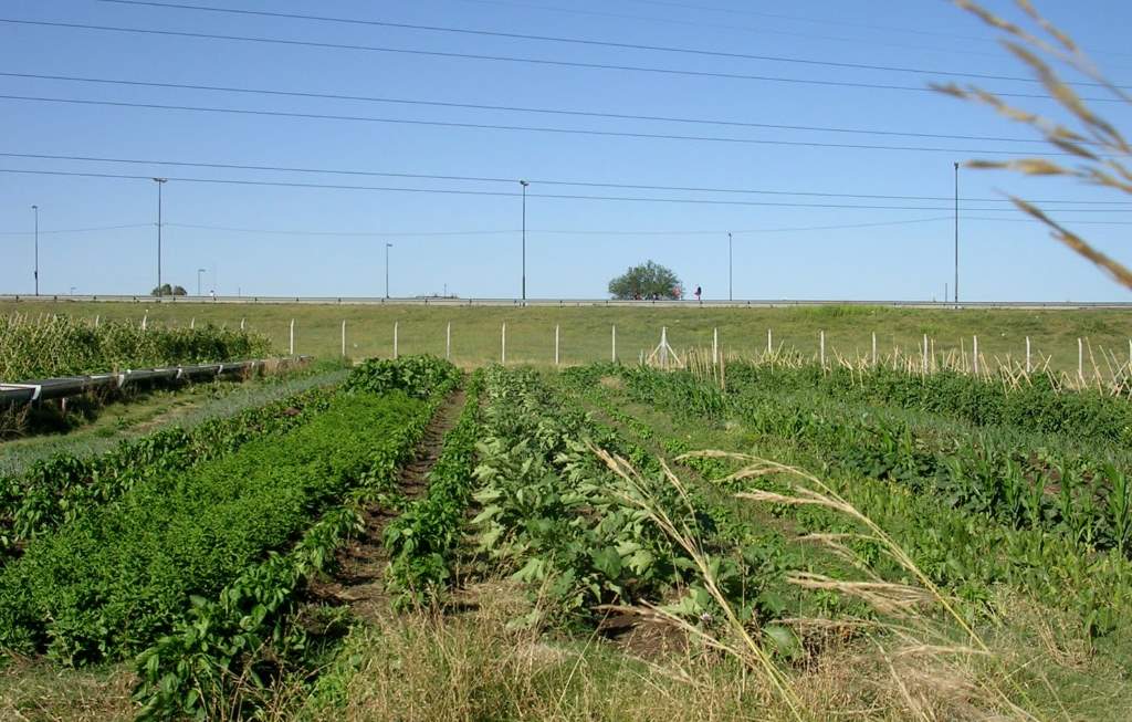 The Role of Urban Farming in Community Development